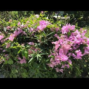 Meet your Posher, Bernice